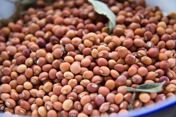 pigeon-pea-seeds